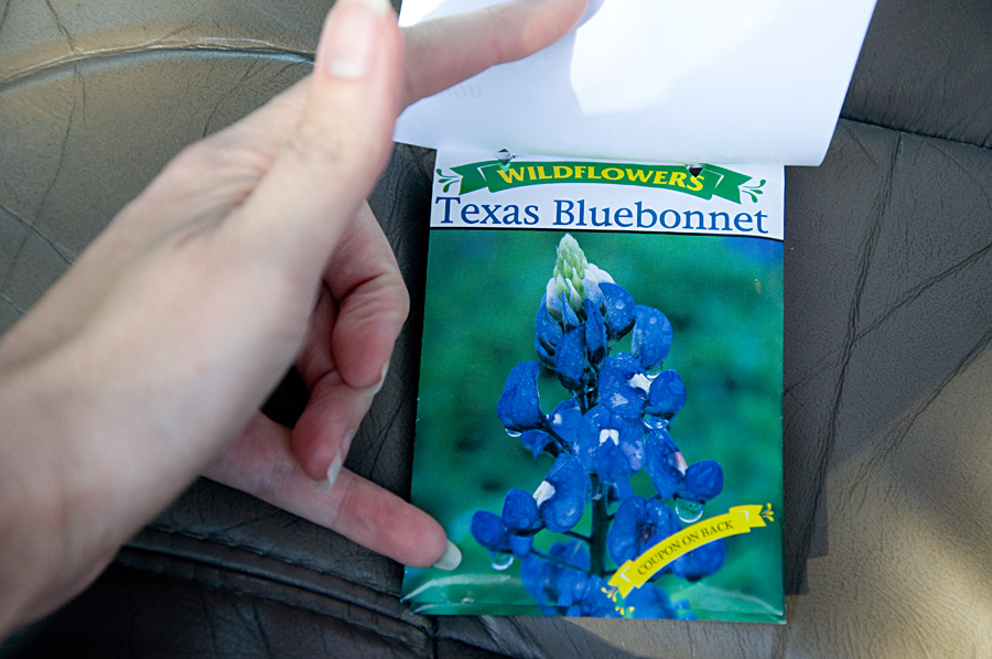 Bluebonnet Seeds, Mini Session Gifts, Dawn Fry Photo